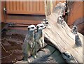 SJ6651 : Meerkats by Gerald England