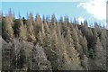 NT2831 : Larch trees on Deuchar Rig, The Glen Estate by Jim Barton