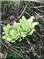 NT2469 : Giant Butterbur by the Braidburn by Barbara Richardson