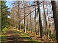 NT2438 : Larch trees, Cademuir Forest by Jim Barton