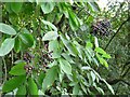 SJ9493 : Bunches of elderberries by Gerald England