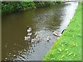 SD9324 : A family of Canada geese by Gerald England