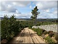 NY9455 : Byway in Slaley Forest by Oliver Dixon