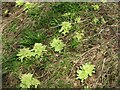 NT2469 : Butterbur in Braidburn Valley Park by M J Richardson