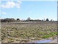 TG3223 : Remnants of Maize Crop by David Pashley