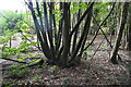 TQ8619 : Coppicing, Billingham Wood by N Chadwick