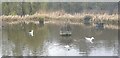 TQ2995 : Herring Gulls on Wildlife Pond, Oakwood Park by Christine Matthews