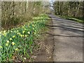 SO6827 : Roadside daffodils by Philip Halling