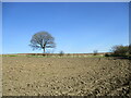 NS7176 : Lone tree and bare field below Bar Hill by Alan O'Dowd