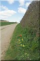 TL5744 : Cowslips by the Byway by Glyn Baker