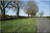  : Wide Roadside Verge by Des Blenkinsopp