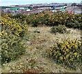 NS9467 : View over gorse by Jim Smillie