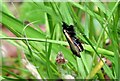 TQ7818 : A male green long-horn moth (Adela reaumurella), Churchland Lane by Patrick Roper