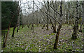  : Glade in the Forest by Anne Burgess