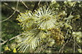 SE3531 : Goat Willow Catkins by Oxana Maher