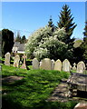 SO4910 : White blossom in the village churchyard, Mitchel Troy, Monmouthshire by Jaggery