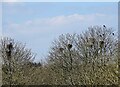 NZ1451 : Rookery at Stoney Heap by Robert Graham