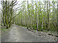 SE1914 : Birch trees in Lepton Great Wood by Humphrey Bolton