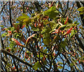 SX9364 : Spring sycamore, Stoodley Meadow by Derek Harper