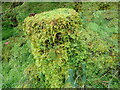 NN1777 : Moss-covered tree stump at Nevis Range by Eirian Evans