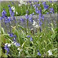 SJ9593 : Some bluebells are actually white by Gerald England