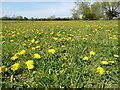 SO8929 : Dandelion flowers by Philip Halling