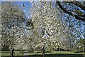 TF0919 : Avenue of flowering cherries by Bob Harvey