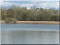 SK2120 : Reedbed, eastern shore, Branston water park by Christine Johnstone