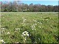 SU0689 : Lady's Smock in meadow near Pound Copse by Vieve Forward