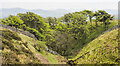 NY0420 : Larch trees in cleft of stream by Trevor Littlewood