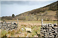 SD8999 : Sheep in Swaledale by Andy Waddington