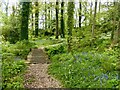 ST0519 : The Grove woodland garden at Holcombe Court, in  the parish of Holcombe Rogus by Marika Reinholds