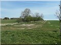 SE9560 : Trees growing in a disused chalk pit, Garton Field by Christine Johnstone