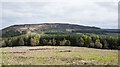 NZ5202 : Coniferous plantation close to Lordstones by Trevor Littlewood