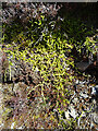 NJ3231 : Stag's Horn Clubmoss (Lycopodium clavatum) by Anne Burgess