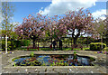 NX1898 : Spring blossom in Orchard Gardens by Mary and Angus Hogg