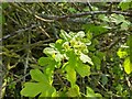 TF0820 : Field Maple Flowers by Bob Harvey