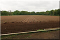 TL7870 : Prepared vegetable field by Hugh Venables