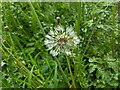 TF0820 : Taraxacum officinale on the wing by Bob Harvey