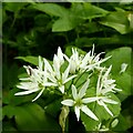 SK6949 : Ramsons in flower by Alan Murray-Rust