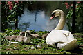 TQ3065 : Mother and Cygnets by Peter Trimming