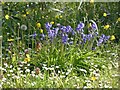 SJ8497 : Bluebells on London Road by Gerald England