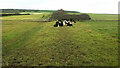 SY5187 : Cattle by the coast path by Derek Harper