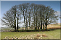 NY6312 : Trees in the field corner below Coalpit Hill by Andy Waddington