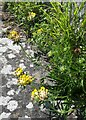 SE1785 : Kidney Vetch (Anthyllis vulneraria) at Jervaulx Abbey by Rich Tea