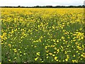 TL2470 : Port Holme flood meadow near Godmanchester covered in buttercups by Richard Humphrey