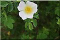 TQ3096 : Wild Rose, Merryhills Way, Enfield by Christine Matthews