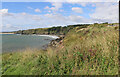 NO7153 : Grassy vegetation on the clifftop above Boddin Harbour, Angus by Adrian Diack