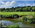 SO8379 : Sheep next to the River Stour at Wolverley by Mat Fascione