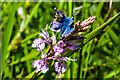 TQ1751 : Common Blue (Polyommatus icarus) by Ian Capper